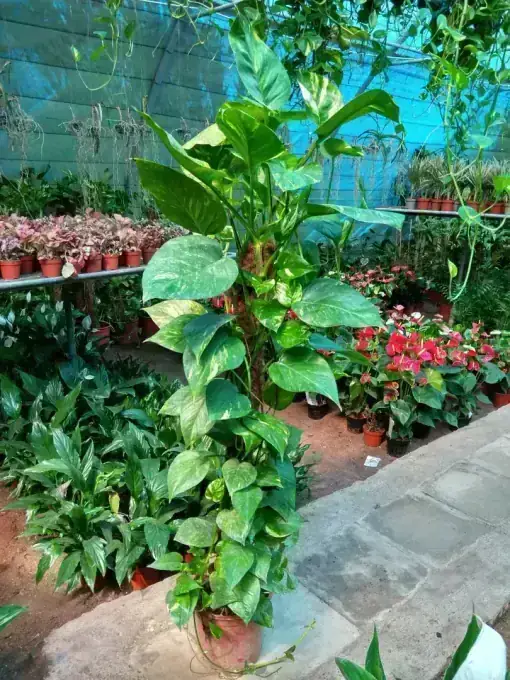 Money Plant on Moss Pole (120cm)